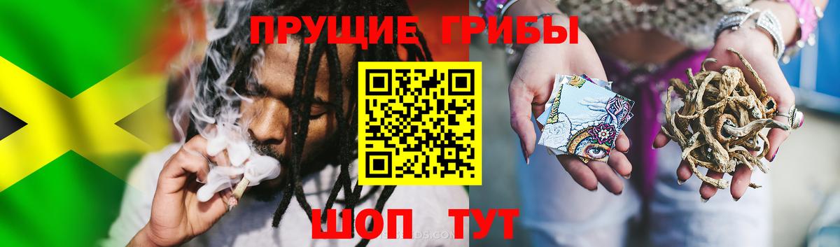 Ефремов  Псилоцибиновые грибы Psilocybine cubensis  Вход с VPN 